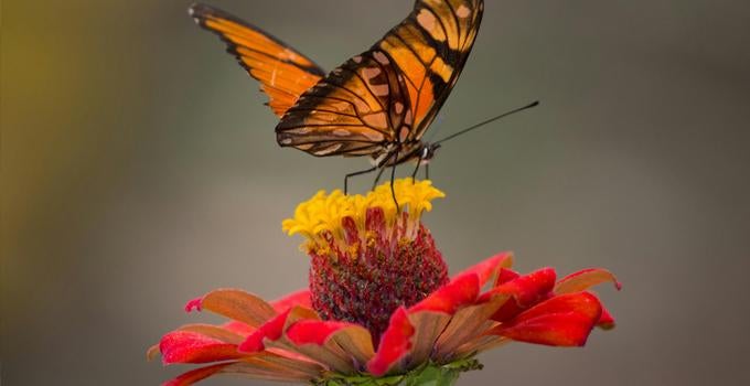 butterfly on a flower