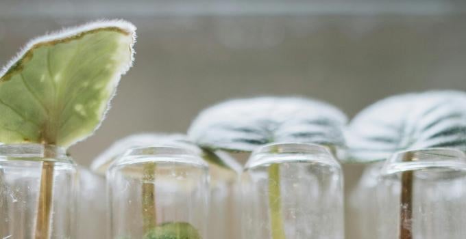 plants in glass tubes